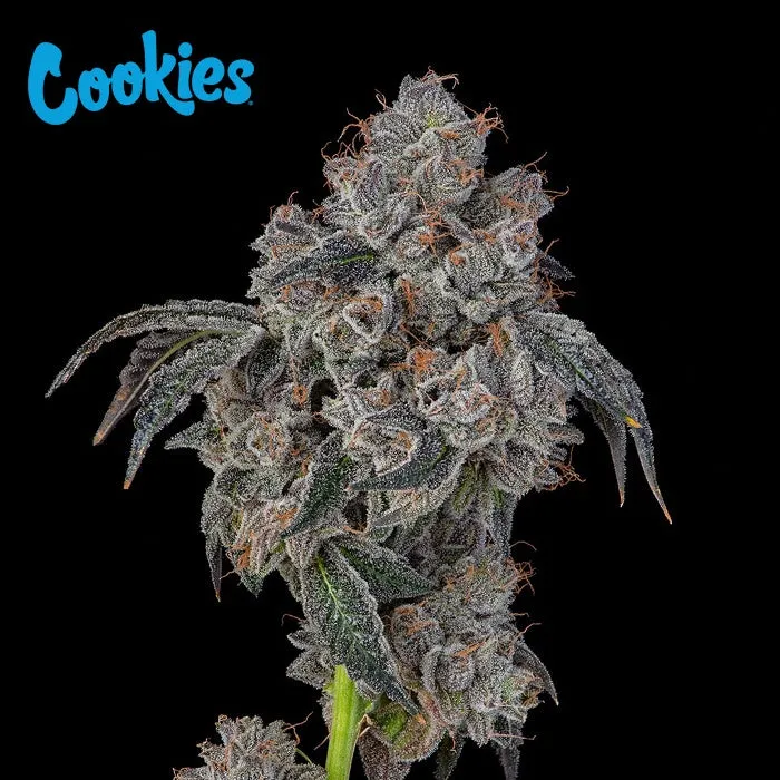 Cookies Seed Bank - Blueberry Cherries