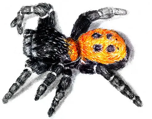 Drawing Spiders Volume 2 - How to Draw Spiders For the Beginner