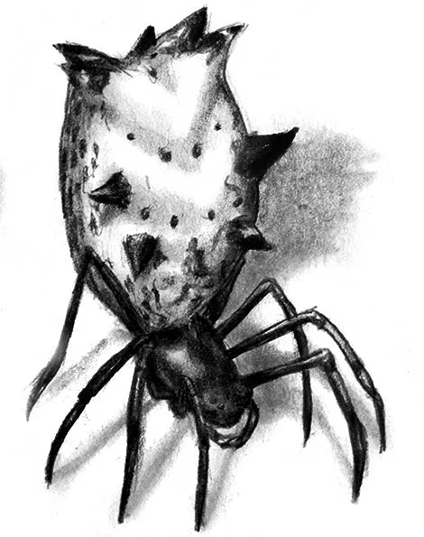 Drawing Spiders Volume 2 - How to Draw Spiders For the Beginner