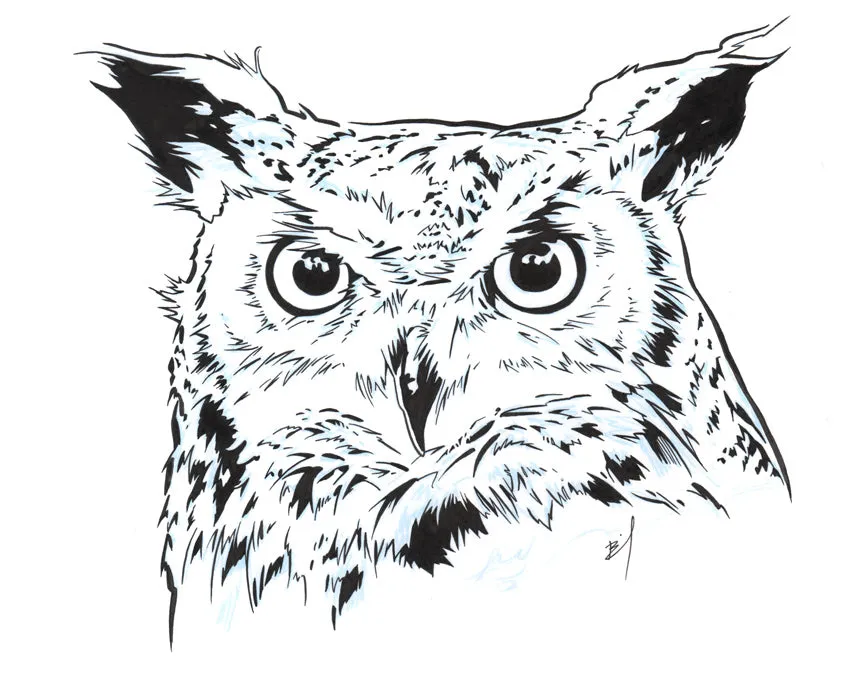 Ink drawing of an owl