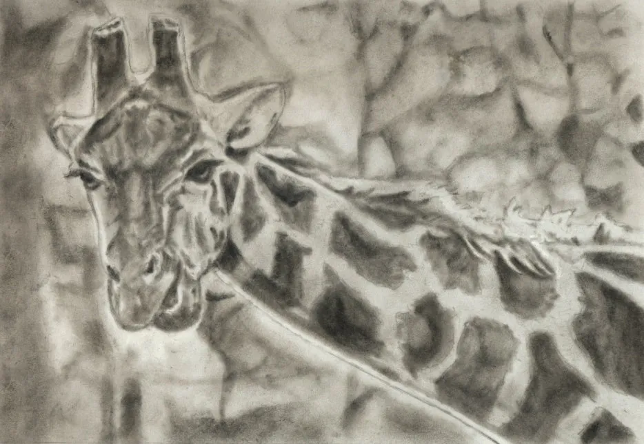 Learn How to Draw Portraits of African Animals in Charcoal For the Beginner