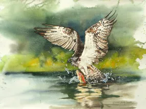 "Osprey: caught one" - A signed edition Giclee art print  from an Original watercolor of an Osprey over the water