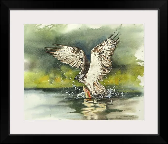 "Osprey: caught one" - A signed edition Giclee art print  from an Original watercolor of an Osprey over the water