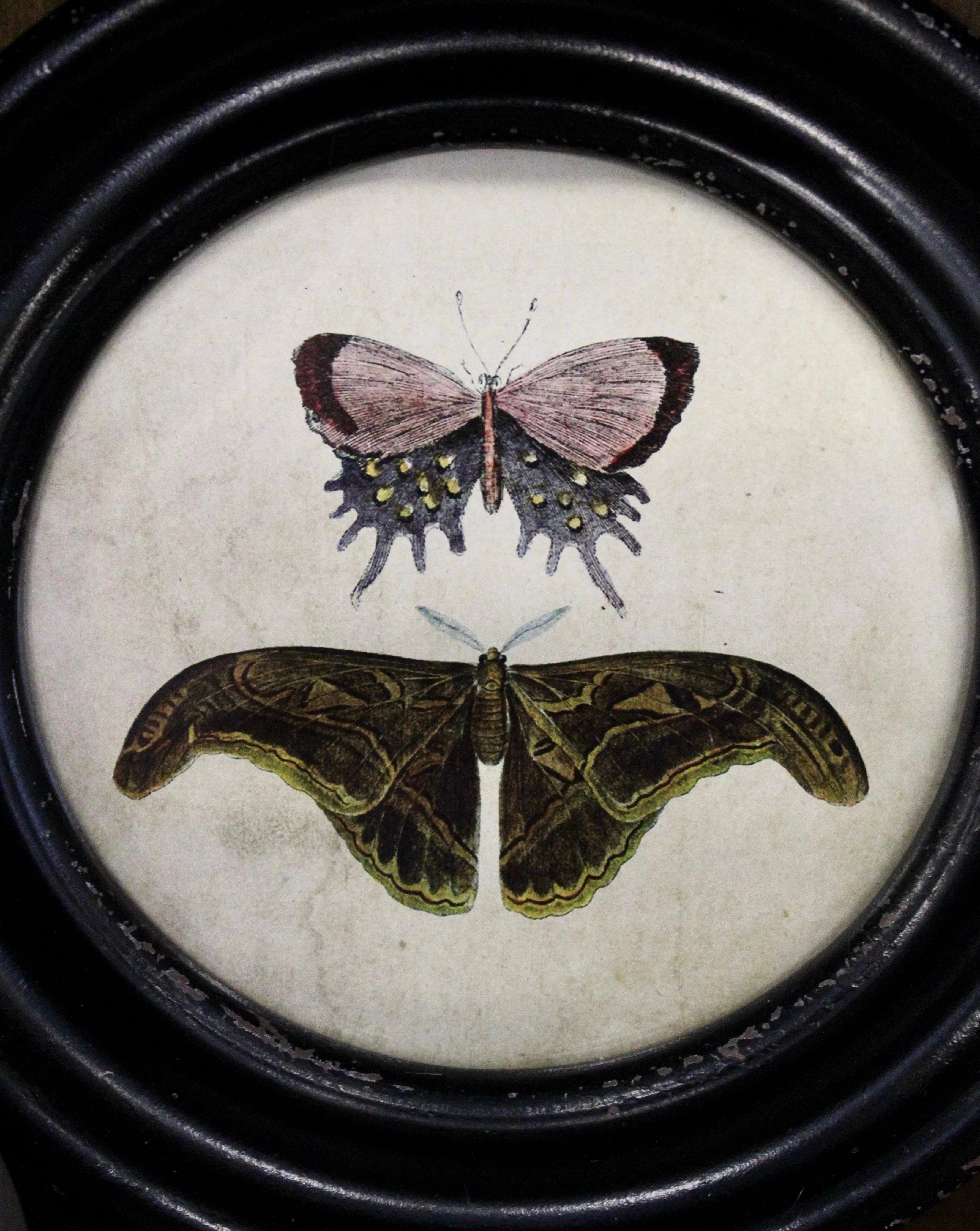 Vintage Reproduction Moth/Butterfly Prints